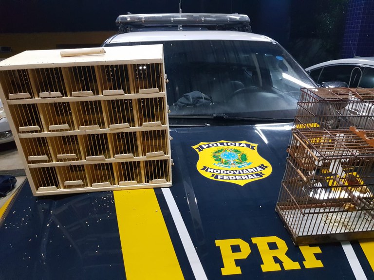Homem é preso por tráfico de animais silvestres